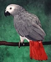 Papuga popielata kongijska